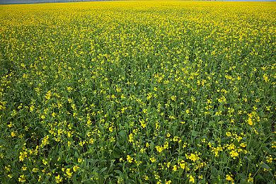 《龙腾世纪：影障守护者》是任务型游戏而非开放世界游戏